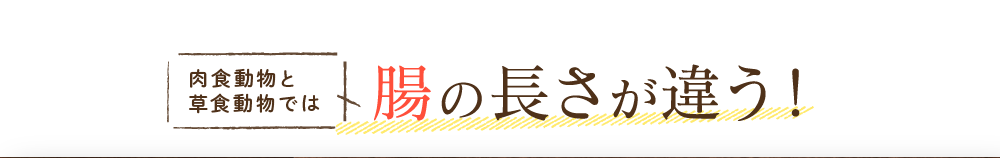 肉食動物と草食動物では腸の長さが違う！