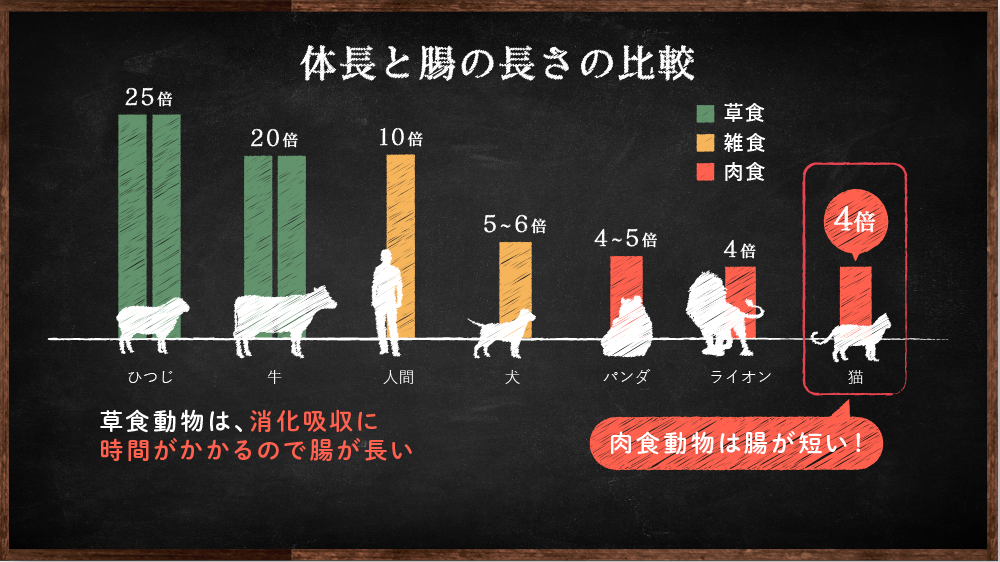 体長と腸の長さの比較