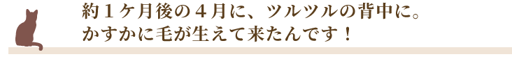 約１ケ月後の４月に、ツルツルの背中に。かすかに毛が生えて来たんです！