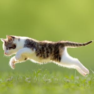 キャットスタンス,CATSTANCE