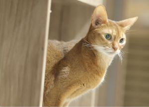 キャットスタンス,CATSTANCE