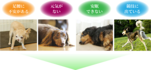 足腰に不安がある 元気がない 安眠できない 競技に出ている