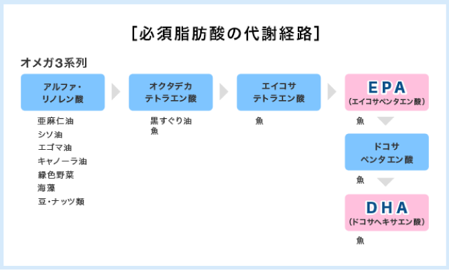 必須脂肪酸の代謝経路