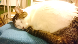 キャットスタンス,CATSTANCE