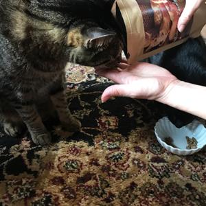 キャットスタンス,CATSTANCE