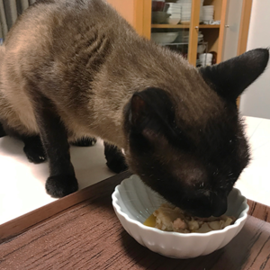 キャットスタンス,CATSTANCE