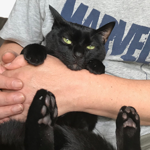 キャットスタンス,CATSTANCE