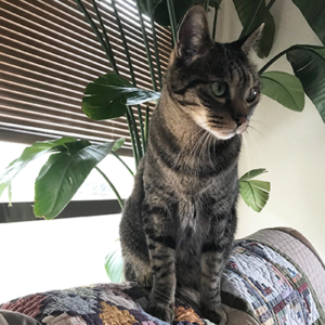 キャットスタンス,CATSTANCE