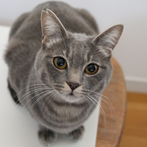 キャットスタンス,CATSTANCE