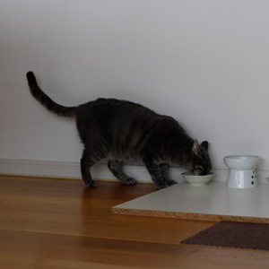 キャットスタンス,CATSTANCE