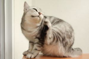 キャットスタンス,CATSTANCE