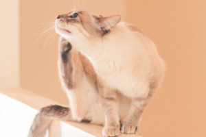 キャットスタンス,CATSTANCE