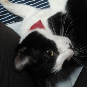キャットスタンス,CATSTANCE