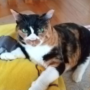 キャットスタンス,CATSTANCE