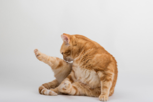キャットスタンス,CATSTANCE