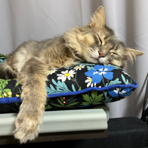 キャットスタンス,CATSTANCE