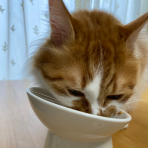 キャットスタンス,CATSTANCE