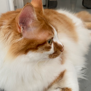 キャットスタンス,CATSTANCE