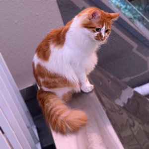キャットスタンス,CATSTANCE