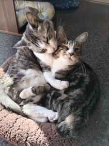 キャットスタンス,CATSTANCE