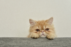 キャットスタンス,CATSTANCE