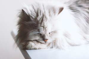 キャットスタンス,CATSTANCE
