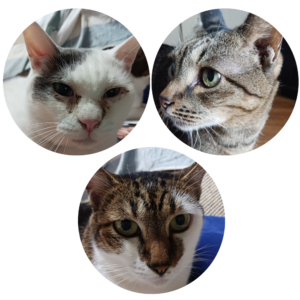 キャットスタンス,CATSTANCE