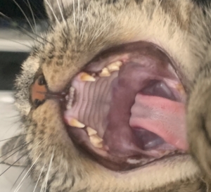 キャットスタンス,CATSTANCE