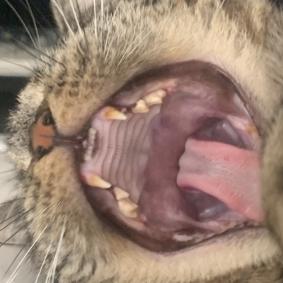 口腔ケアしています